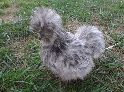 Silkie Bantam Chicks