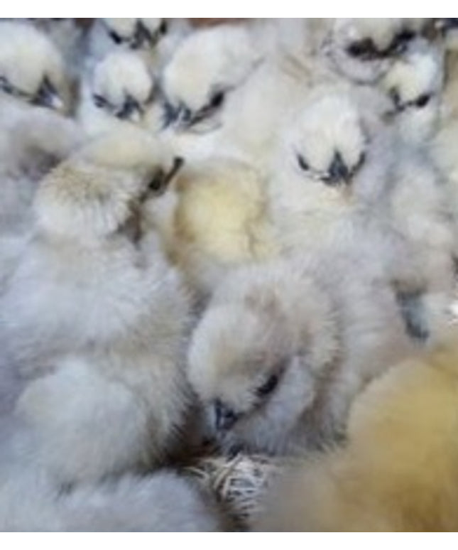 Silkie Bantam Chicks