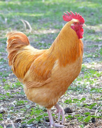 Buff Orpington Pullet Chicks