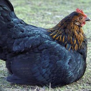 Black Sex Link Laying Hen