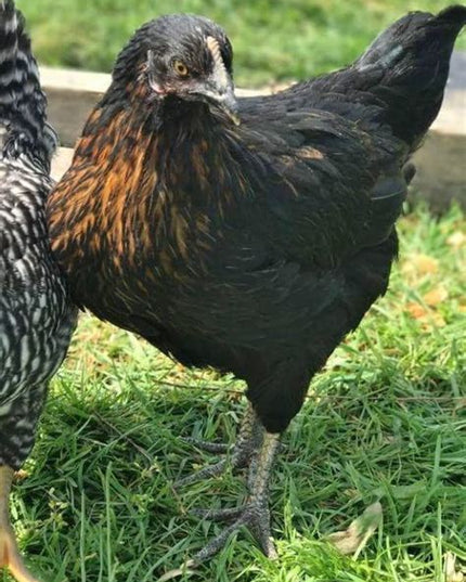 Black Sex Link Laying Hen