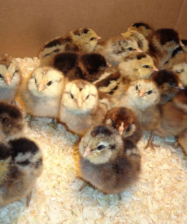 Easter Egger Started Pullets