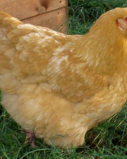 Buff Orpington Pullet Chicks