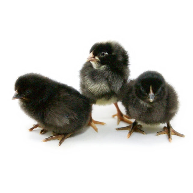 Black Star Pullets 5 Mo Old