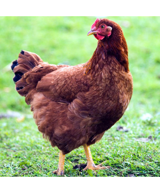 Heritage Rhode Island Pullets