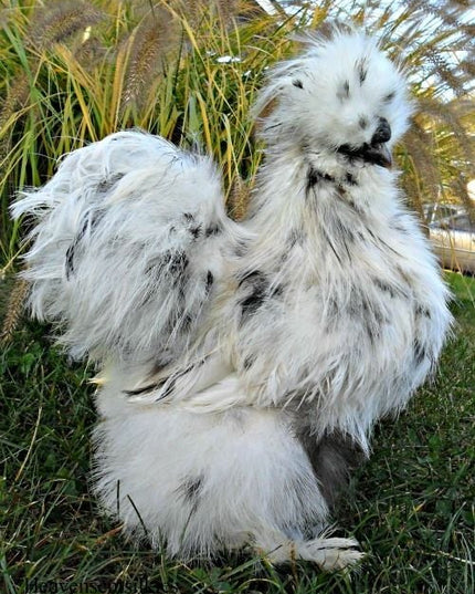 Silkie Bantam Chicks