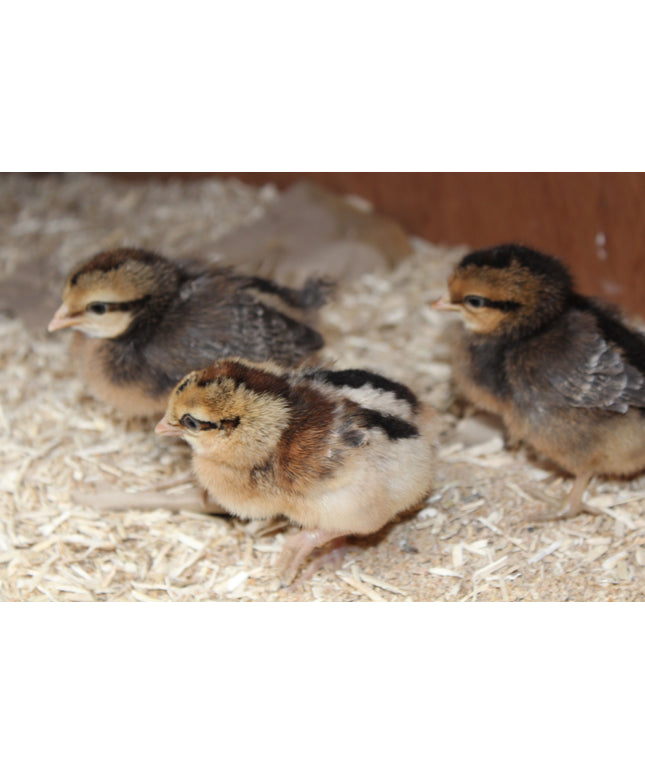 8 Left!!! Cream Legbars Chicks