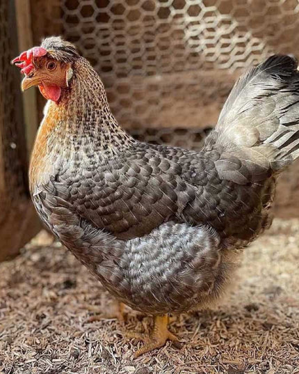 8 Left!!! Cream Legbars Chicks