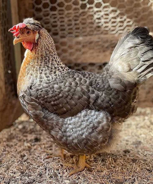 8 Left!!! Cream Legbars Chicks