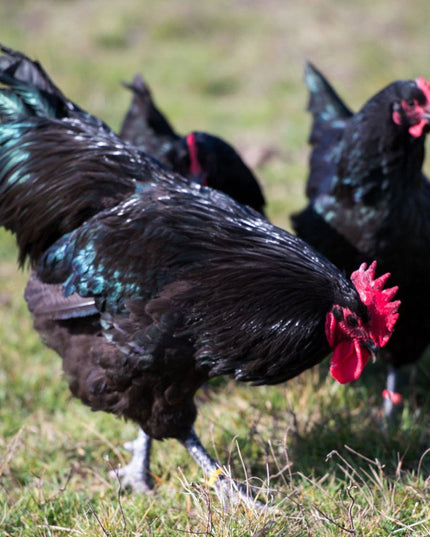 Black Australorp Pullets 4.5 Mo Old