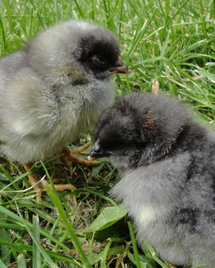 Blue Australorp Pullet Chicks