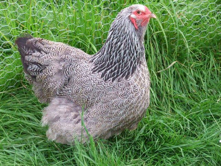 Brahma Chicks - Hatchery Choice