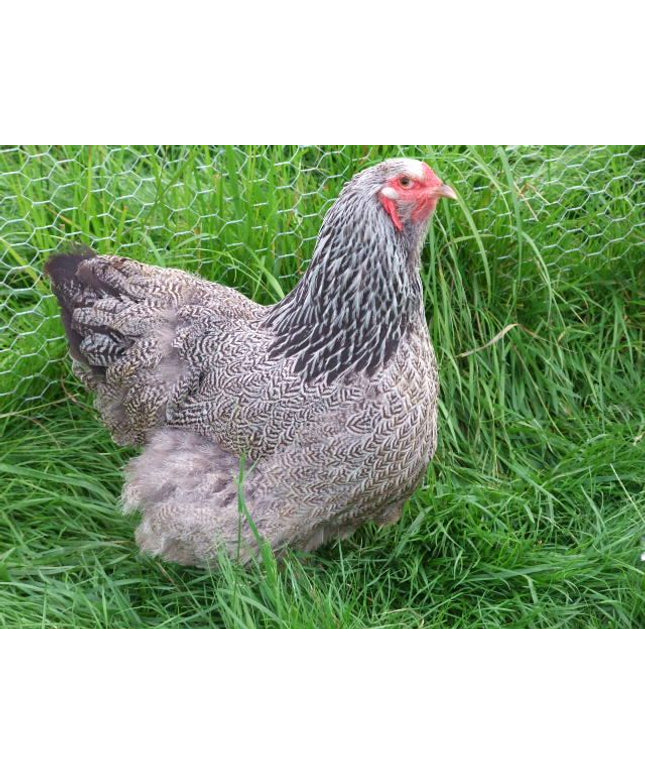 Dark Brahma Pullets (16 Weeks Old)
