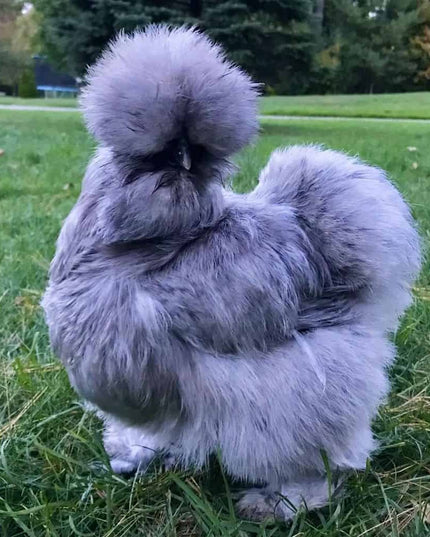 Blue Silkie Bantams Chicks