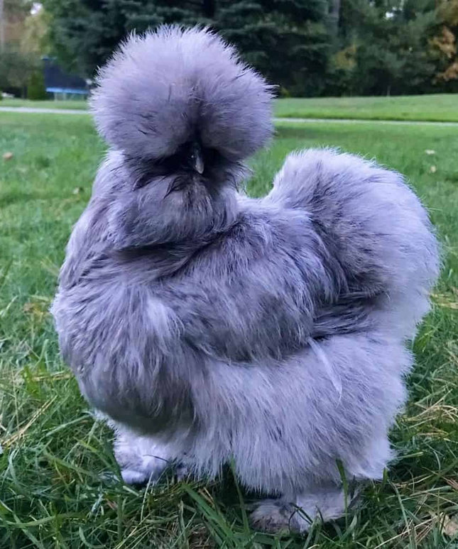 **Preorder** Blue/Black Splash Silkie Bantams Chicks