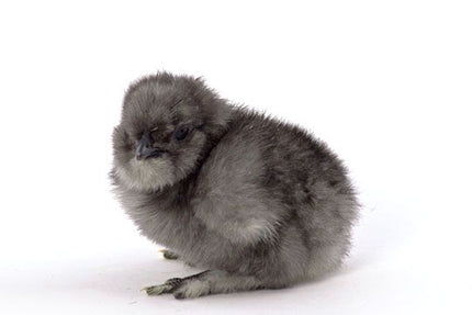 Blue Silkie Bantams Chicks
