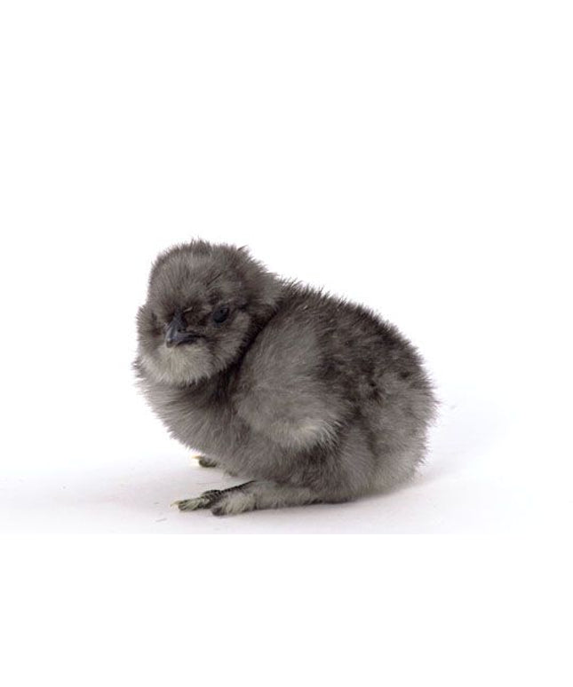 **Preorder** Blue/Black Splash Silkie Bantams Chicks