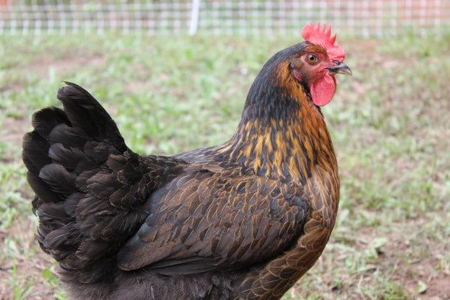 Black Sex Link Pullets