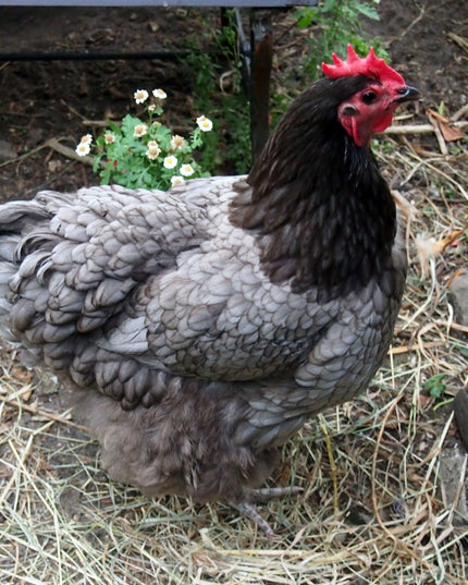 Blue Australorp Pullet Chicks