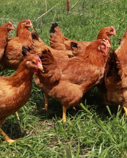 Premium Chicken Starter Pack