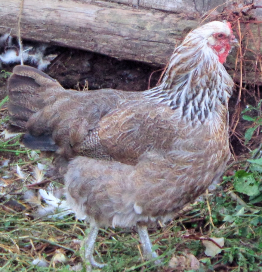 Easter Egger Started Pullets – Wise County Chicken Farm