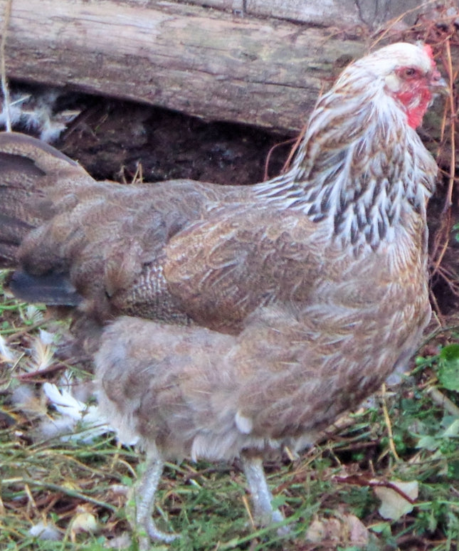 Easter Egger Pullet Chicks