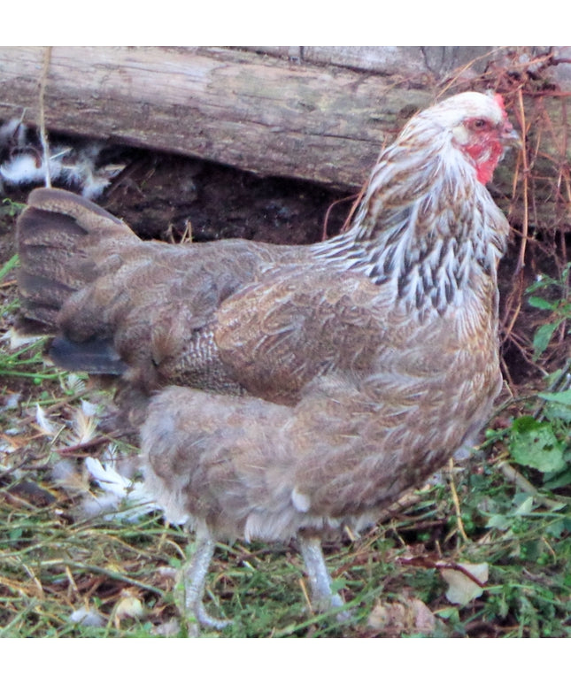 Easter Egger Started Pullets
