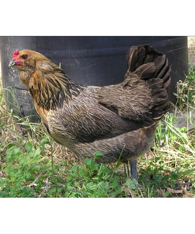 Easter Egger Pullets 4.5 Mo Old
