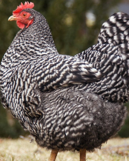 Barred Plymouth Rock Layers
