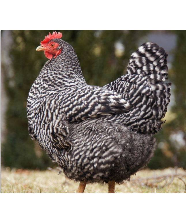 Barred Plymouth Rock Pullets - 16-20 Weeks