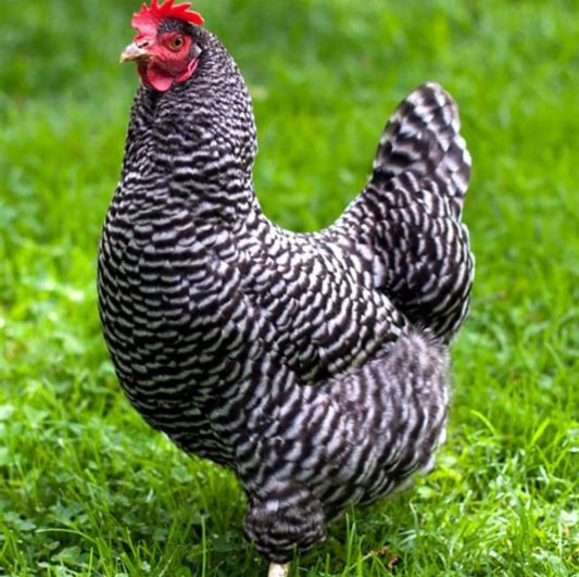 2 Left!!! Barred Plymouth Rock - 5 Mo Old