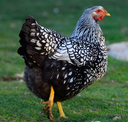 Silver Laced Wyandotte - 4.5 Mo Old