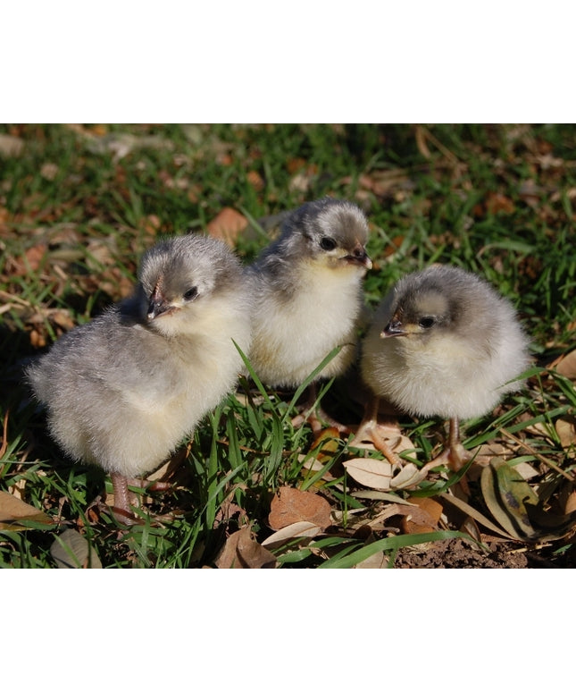 Lavender Orpington Pullet Chicks