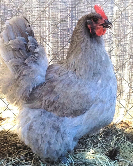Lavender Orpington Pullet Chicks(Hatch 3.3.2026)