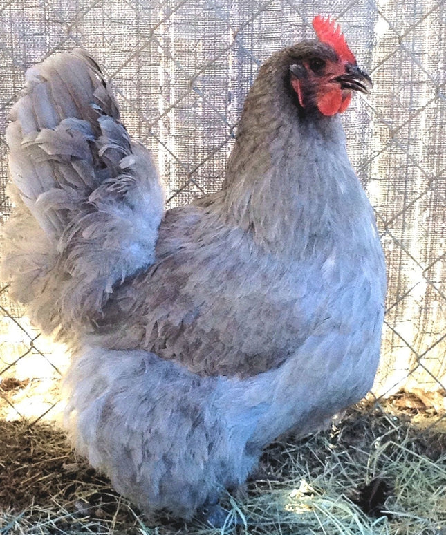 Lavender Orpington Pullet Chicks