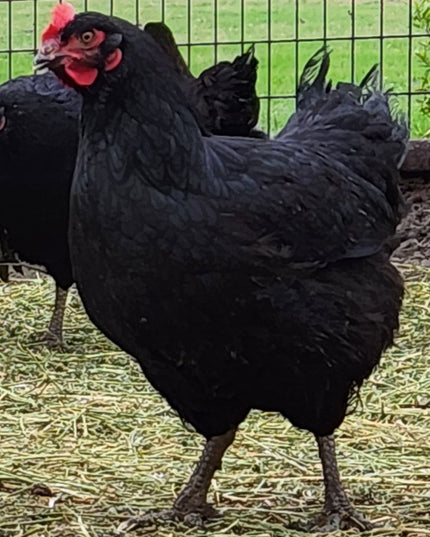 Black Australorp Pullets 4.5 Mo Old