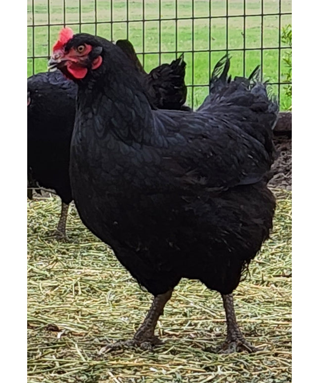 Black Australorp Pullets (14-16 Weeks)