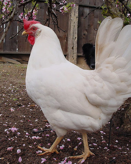 White Leghorn Pullet Chicks
