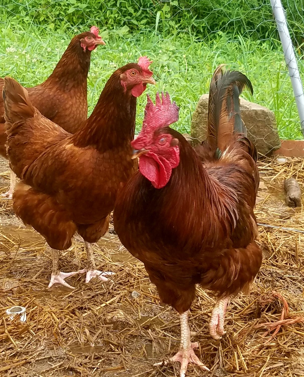 production red chicken eggs